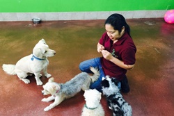Maui Mutt Hut, pet boarding near kihei, maui pet boarding and grooming; dog daycare in maui