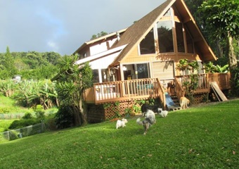 Maui Pet Boarding and Sitting, pet boarding near kihei, maui pet boarding and grooming; dog daycare in maui